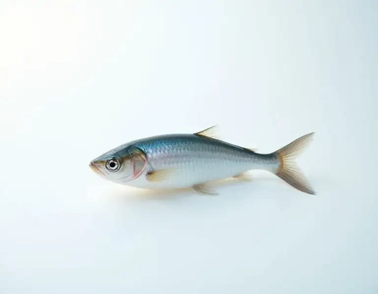 anchovy