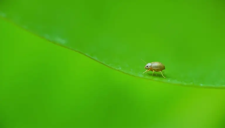 aphid