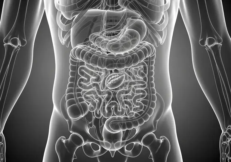 appendix