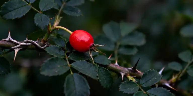 barberry