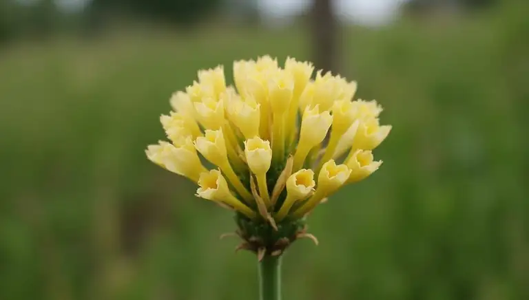 bloom