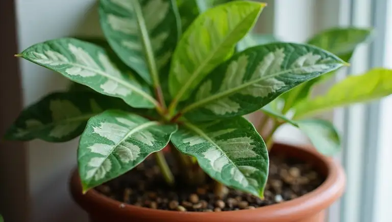 calathea
