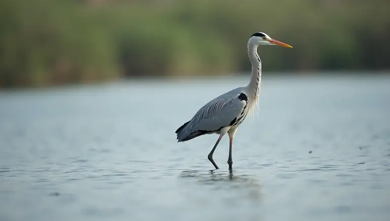 crane