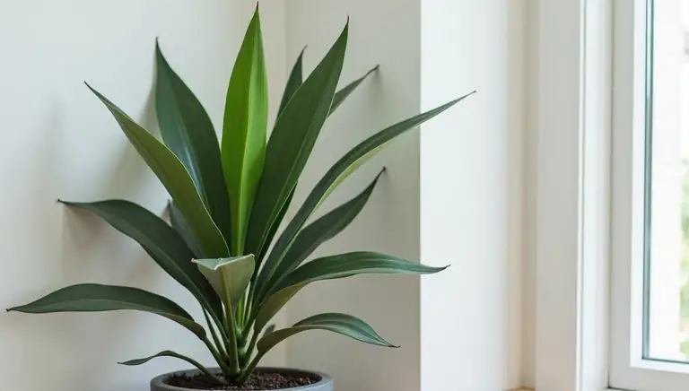 dracaena