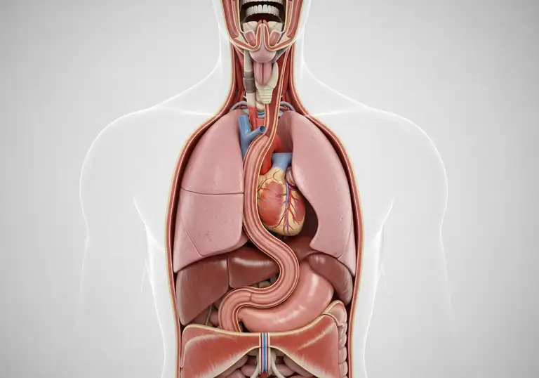 esophagus