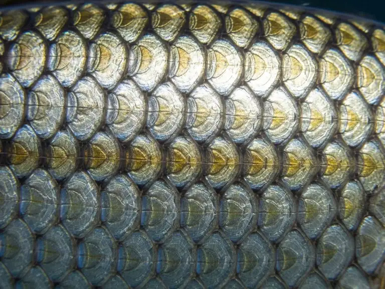 fish scales