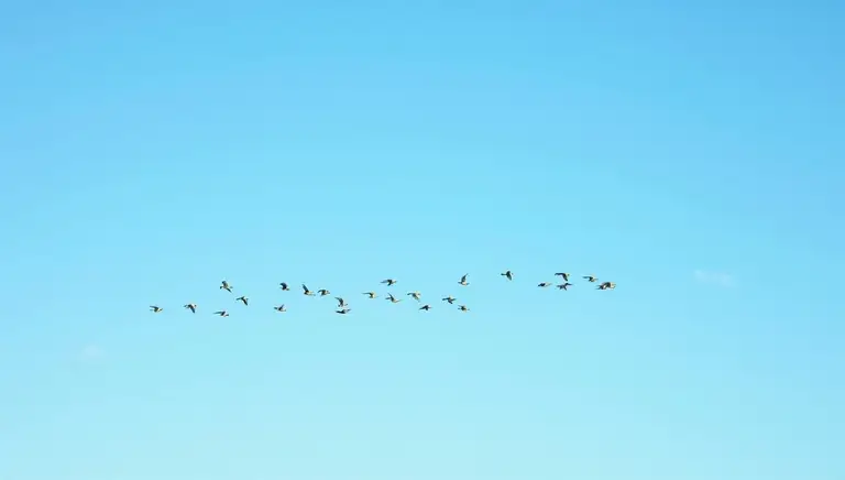 flock