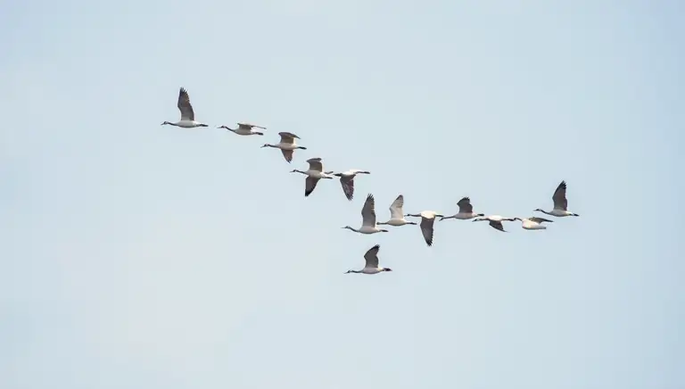 flock