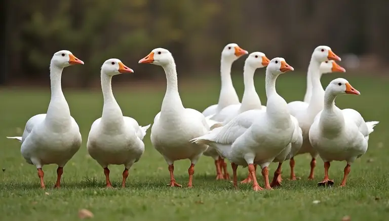 gaggle of geese