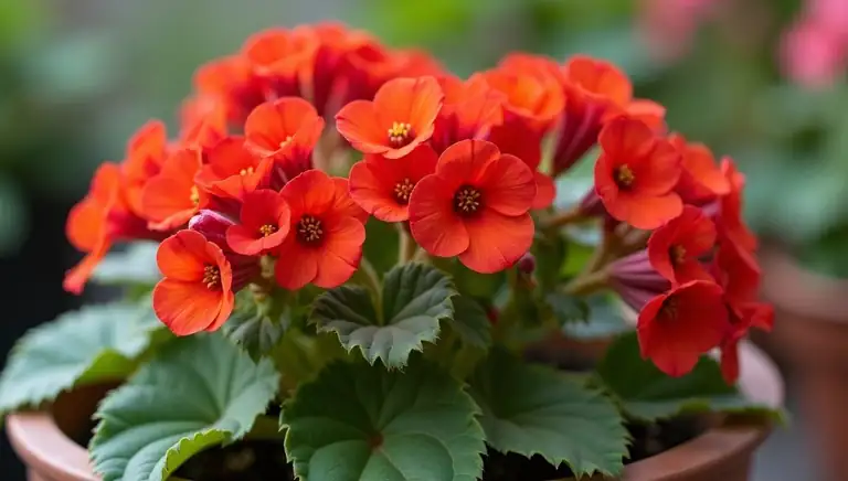geranium