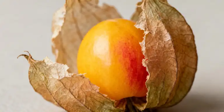 ground cherry