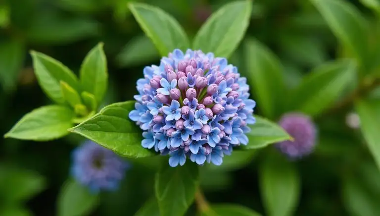 hydrangea