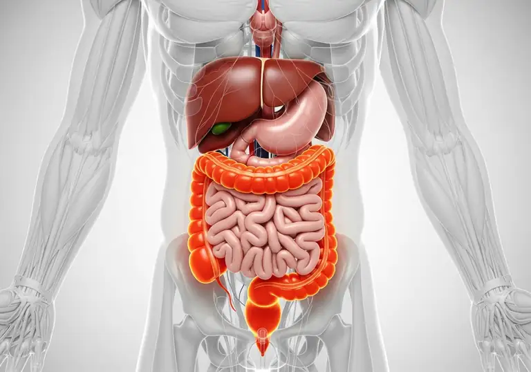 large intestine
