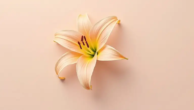 lily