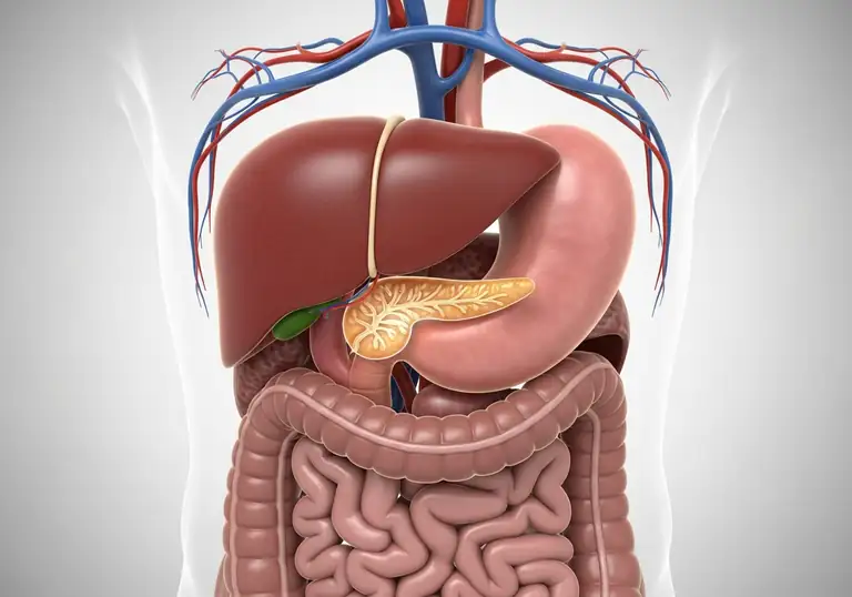 pancreas
