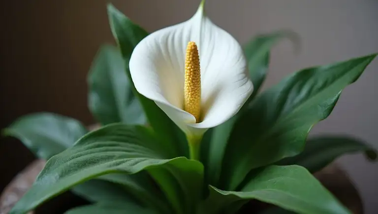 peace lily