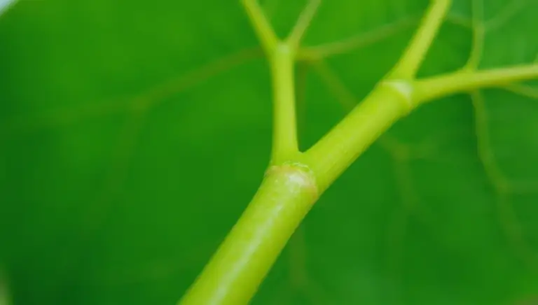 petiole