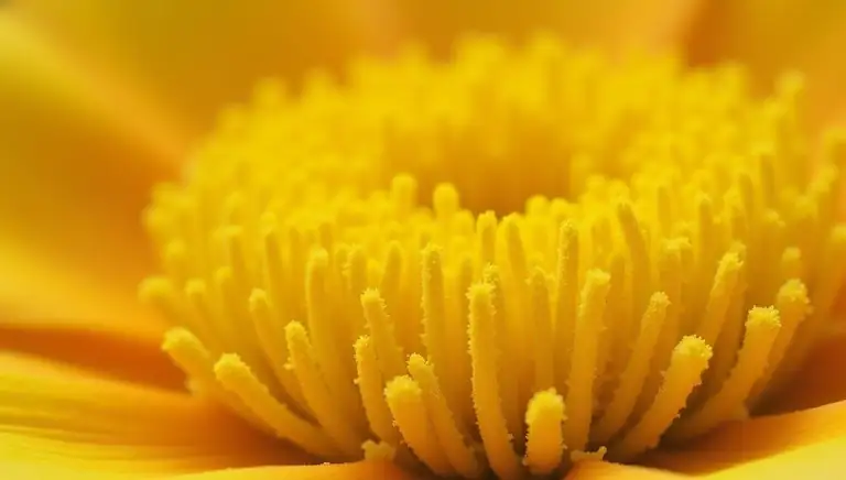 pollen
