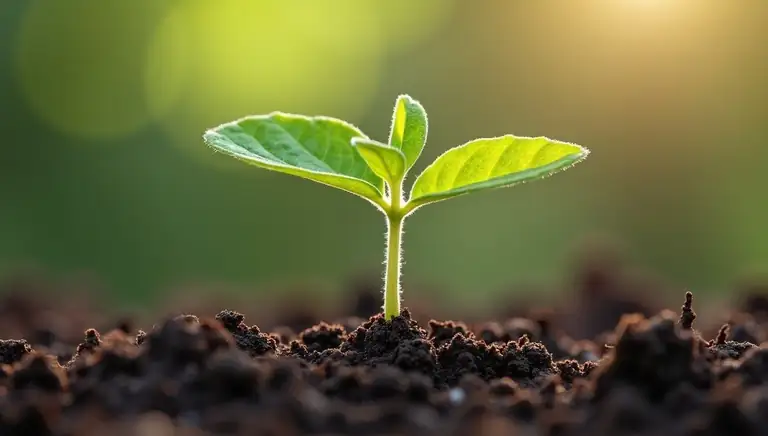 seedling