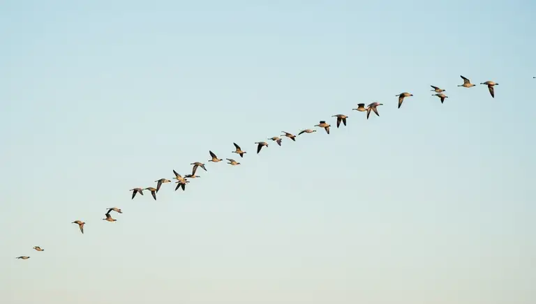skein of geese