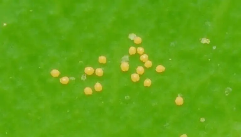 spider mites