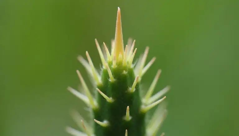 spine