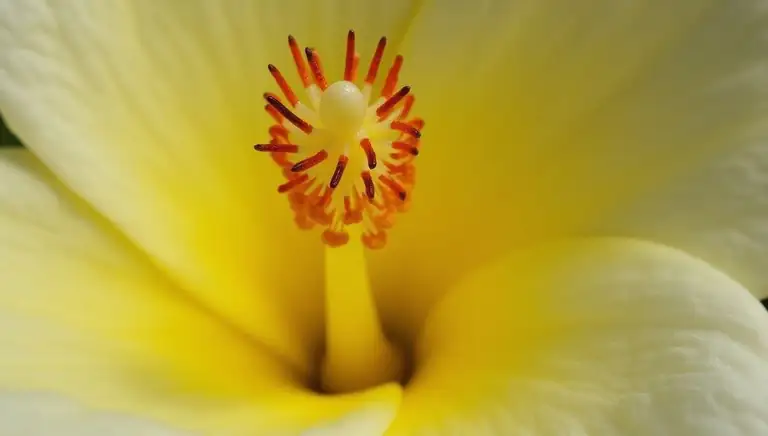 stamen