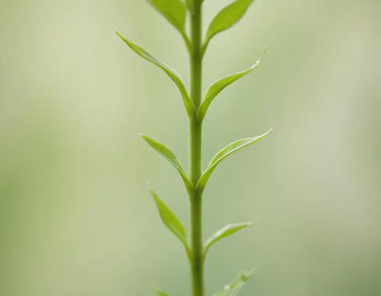 stem