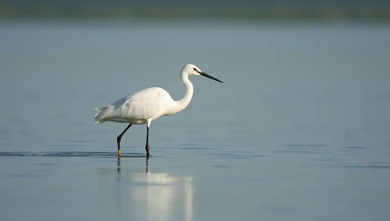 stork