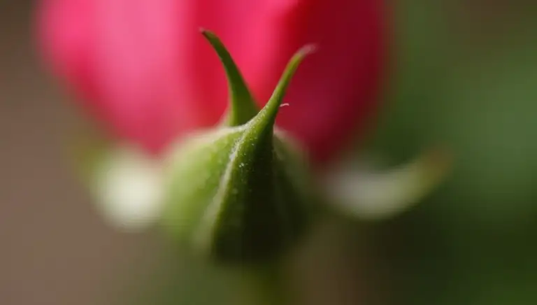 thorn