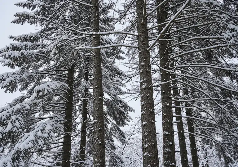 trees