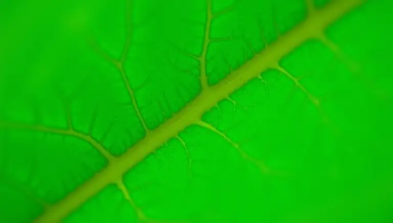vein