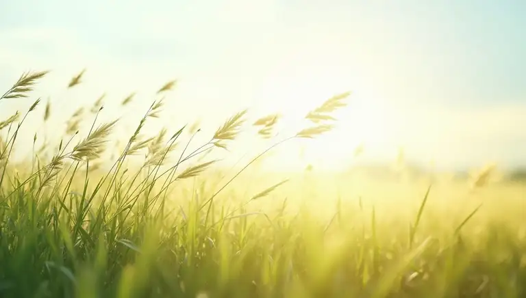 wind