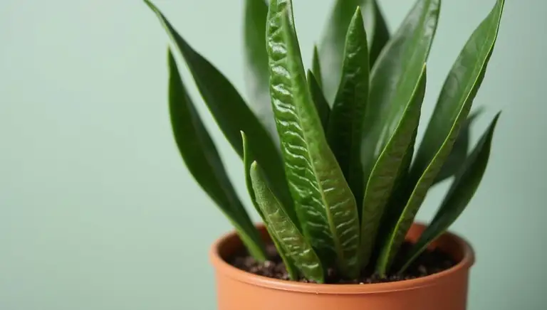 zz plant