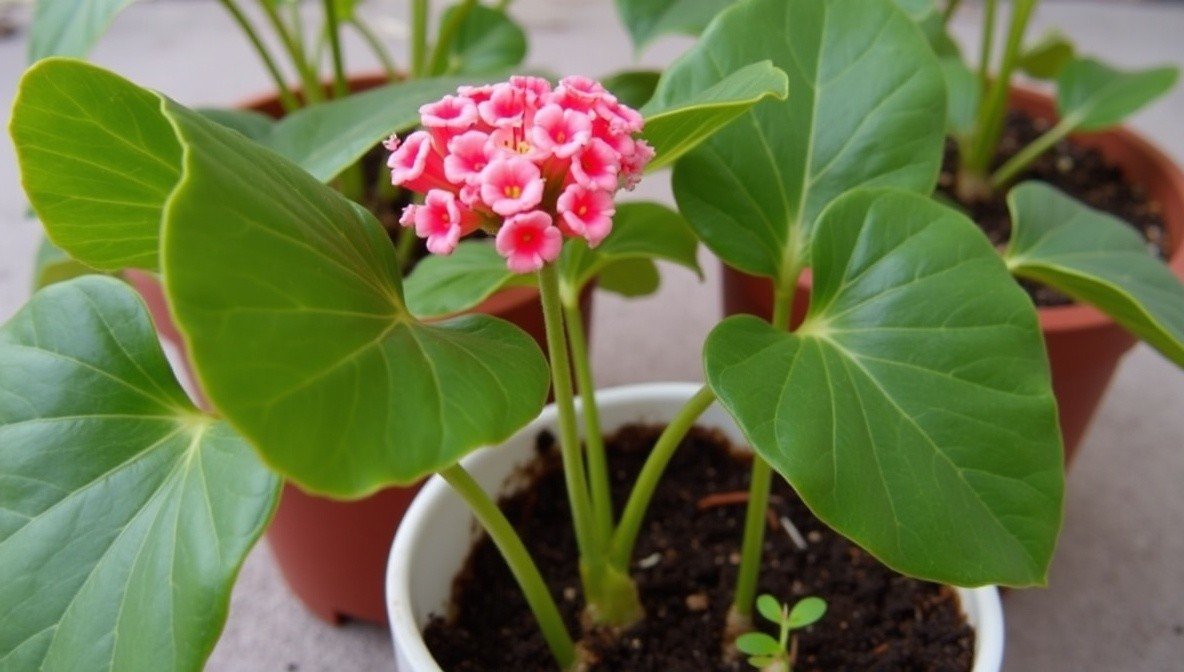 begonia