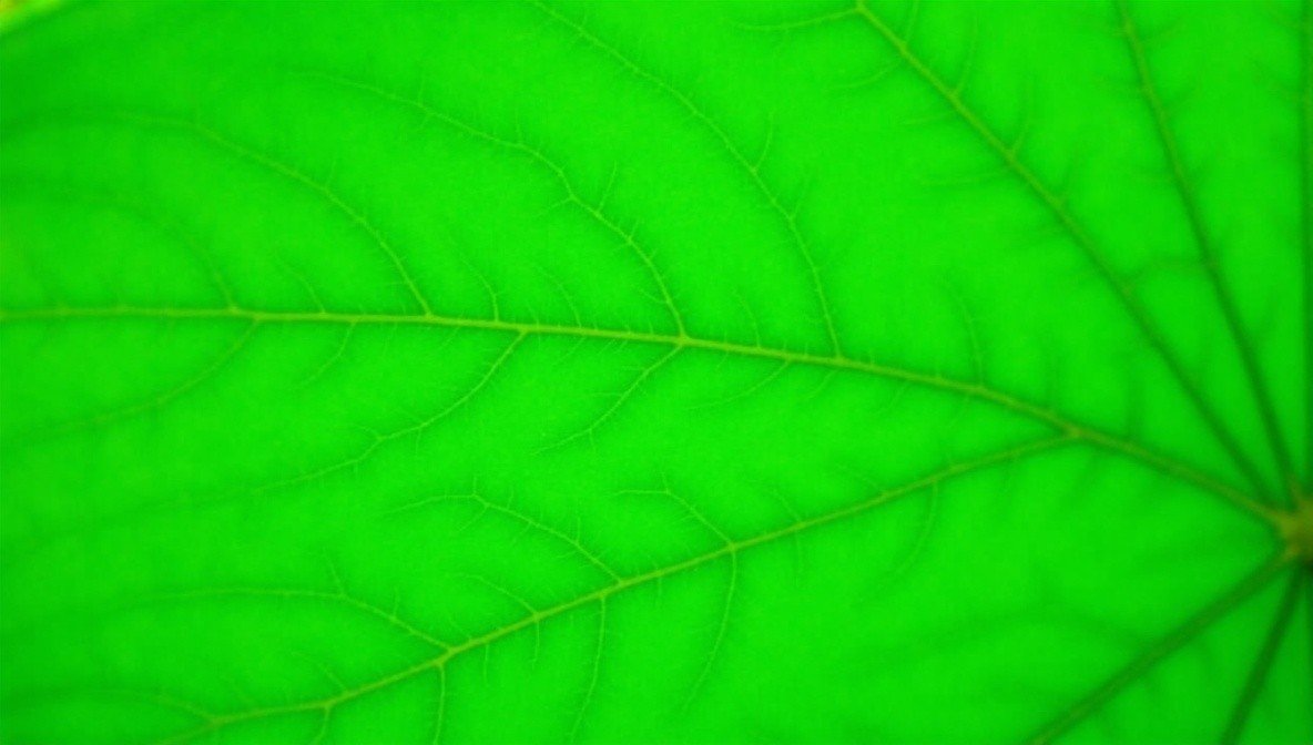 chlorophyll