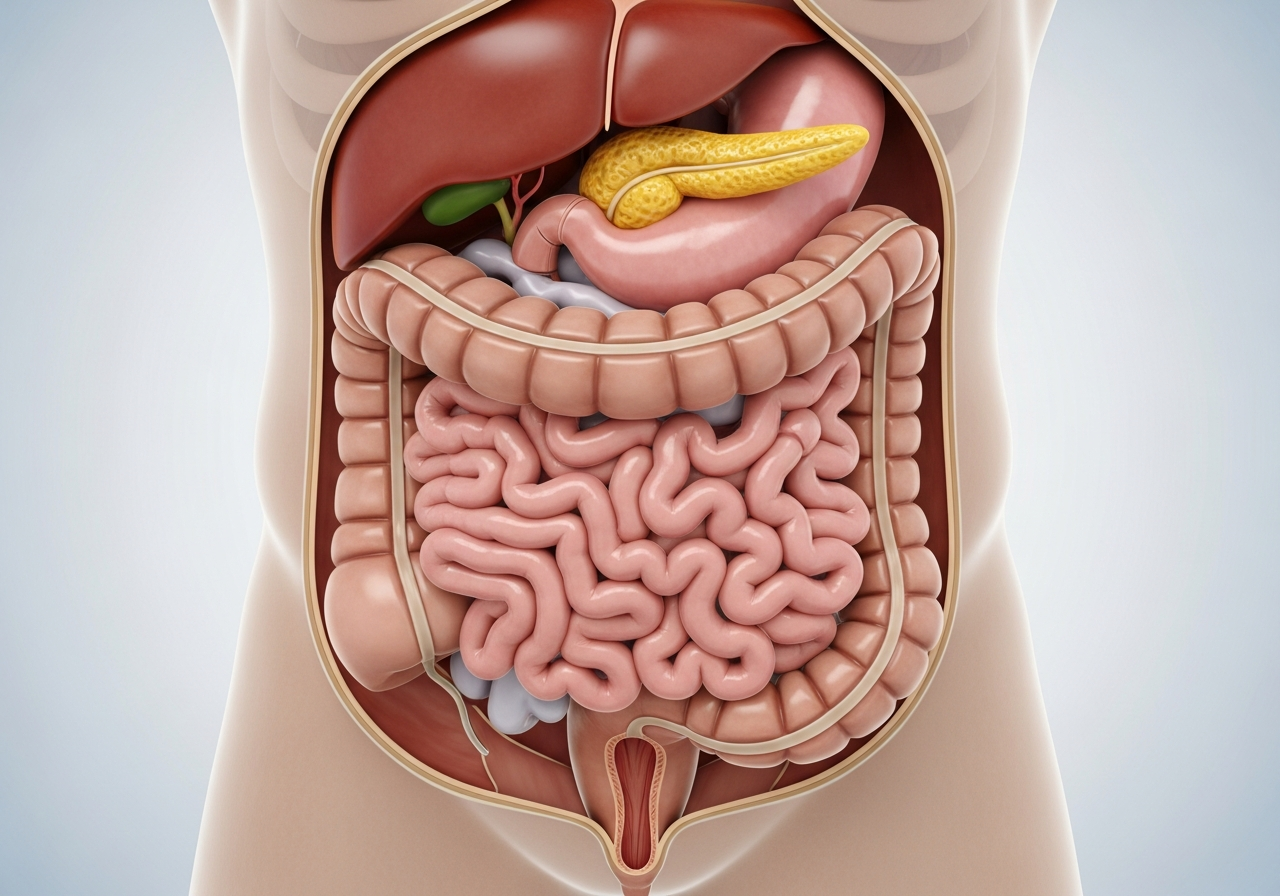 small intestine