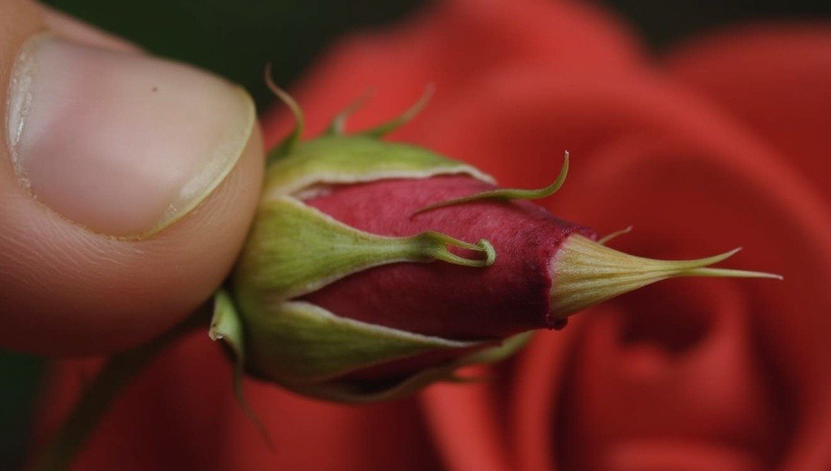 thorny